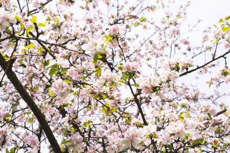 Beautiful white flowers on a branch of an apple tree against the background of a blurred gardenの写真素材