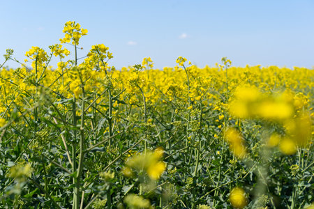 Field of colza rapeseed yellow flowers and blue sky. Oilseed, canola, colza.の写真素材