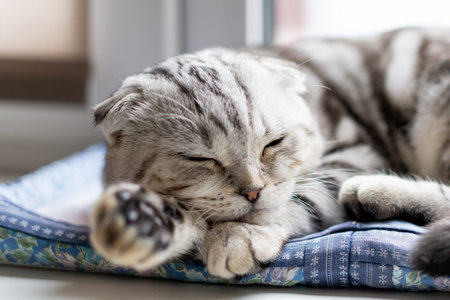 Portrait of a calm, beautiful Scottish fold catの写真素材