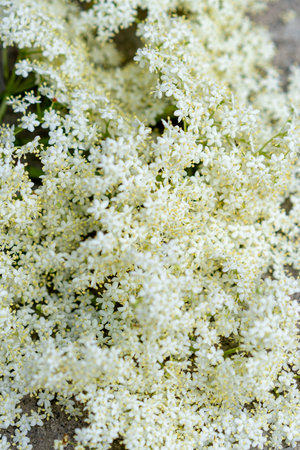 Elder flowers in garden. Sambucus nigraの写真素材