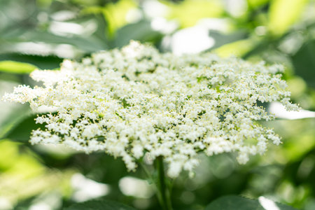 Elder flowers in garden. Sambucus nigraの写真素材