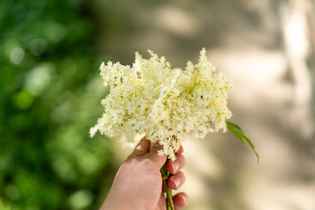 Elder flowers in garden. Sambucus nigra