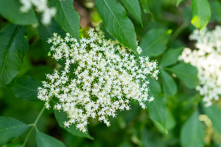 Elder flowers in garden. Sambucus nigra