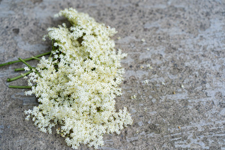 Elder flowers in garden. Sambucus nigraの写真素材