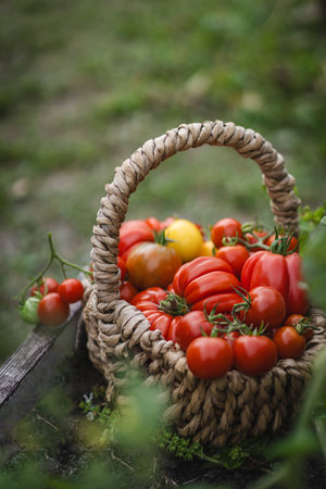Freshly picked red tomatoes in a woven basket placed in a gardenの写真素材