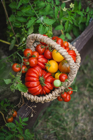 Freshly picked red tomatoes in a woven basket placed in a gardenの写真素材
