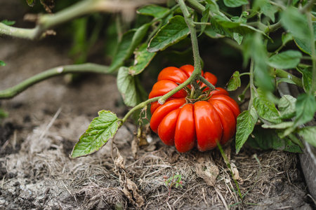 Freshly picked red tomatoes in a garden