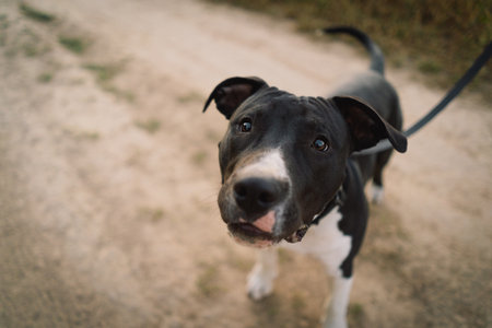 Human and a dog. Teen girl and her dog on the field backgroundの写真素材