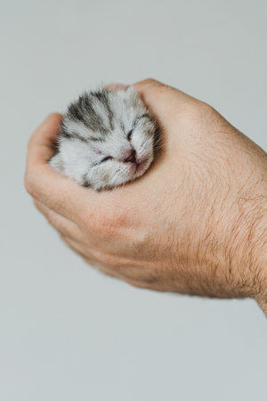 Adorable tiny kitten sleeping peacefully in hands of a person at home