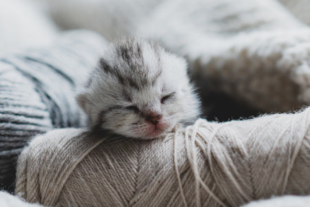 Sleepy kitten curled up in soft yarn surrounded by cozy blankets in a peaceful indoor setting