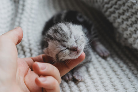Adorable tiny kitten sleeping peacefully in hands of a person at homeの写真素材