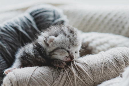 Sleepy kitten curled up in soft yarn surrounded by cozy blankets in a peaceful indoor settingの写真素材