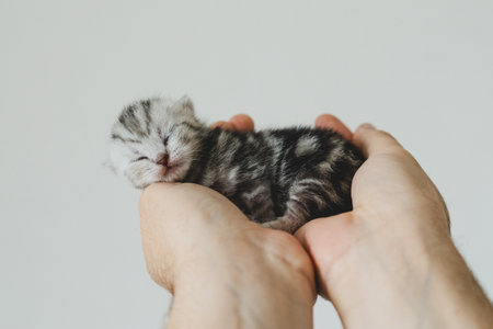 Adorable tiny kitten sleeping peacefully in hands of a person at home