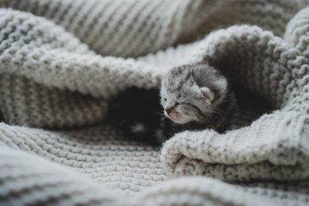 Sleepy kitten curled up in soft yarn surrounded by cozy blankets in a peaceful indoor settingの写真素材