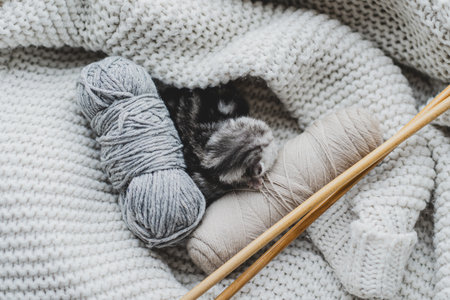 Sleepy kitten curled up in soft yarn surrounded by cozy blankets in a peaceful indoor settingの写真素材