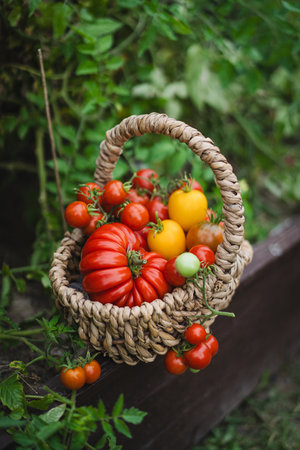 Freshly picked red tomatoes in a woven basket placed in a gardenの写真素材