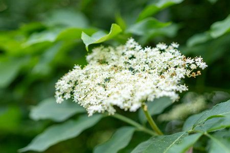 Elder flowers in garden. Sambucus nigra