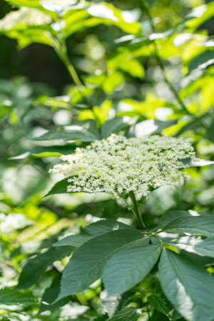 Elder flowers in garden. Sambucus nigra