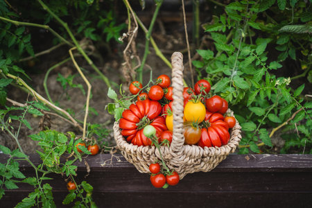 Freshly picked red tomatoes in a woven basket placed in a gardenの写真素材