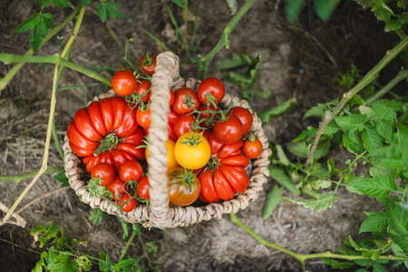 Freshly picked red tomatoes in a woven basket placed in a gardenの写真素材