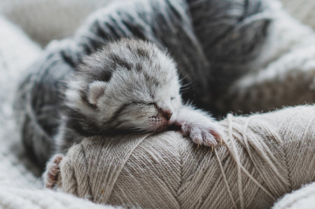 Sleepy kitten curled up in soft yarn surrounded by cozy blankets in a peaceful indoor setting