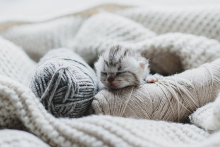 Sleepy kitten curled up in soft yarn surrounded by cozy blankets in a peaceful indoor settingの写真素材
