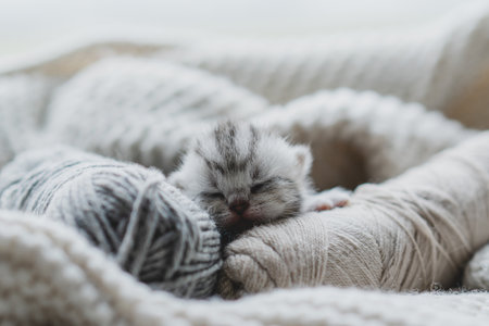 Sleepy kitten curled up in soft yarn surrounded by cozy blankets in a peaceful indoor settingの写真素材