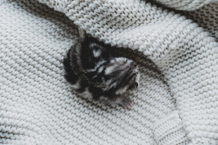 Sleepy kitten curled up in soft yarn surrounded by cozy blankets in a peaceful indoor settingの写真素材