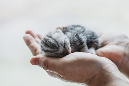 Adorable tiny kitten sleeping peacefully in hands of a person at homeの写真素材