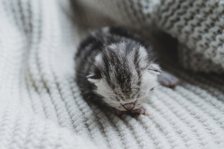 Sleepy kitten curled up in soft yarn surrounded by cozy blankets in a peaceful indoor settingの写真素材
