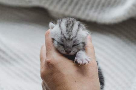Adorable tiny kitten sleeping peacefully in hands of a person at home