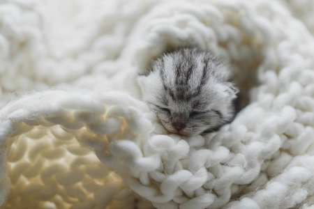 Sleepy kitten curled up in soft yarn surrounded by cozy blankets in a peaceful indoor settingの写真素材
