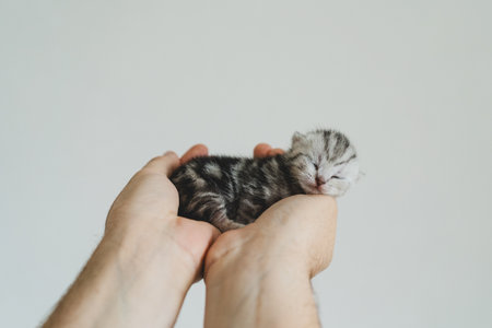 Adorable tiny kitten sleeping peacefully in hands of a person at homeの写真素材