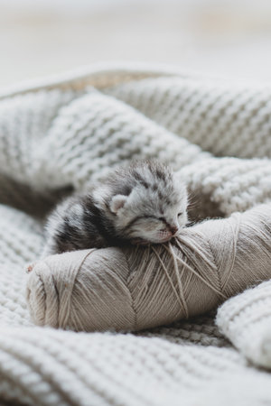 Sleepy kitten curled up in soft yarn surrounded by cozy blankets in a peaceful indoor settingの写真素材