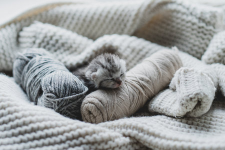 Sleepy kitten curled up in soft yarn surrounded by cozy blankets in a peaceful indoor settingの写真素材