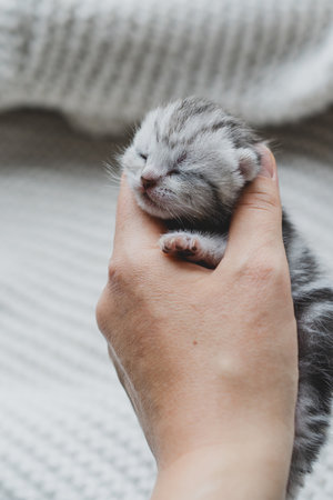 Adorable tiny kitten sleeping peacefully in hands of a person at home