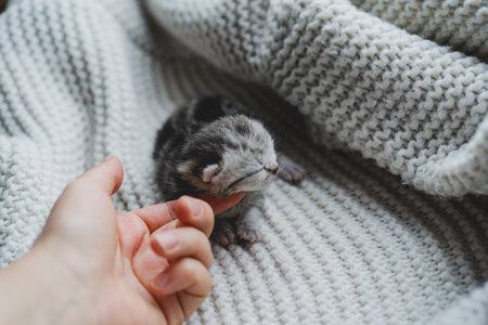 Adorable tiny kitten sleeping peacefully in hands of a person at home