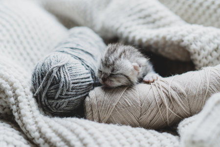 Sleepy kitten curled up in soft yarn surrounded by cozy blankets in a peaceful indoor settingの写真素材