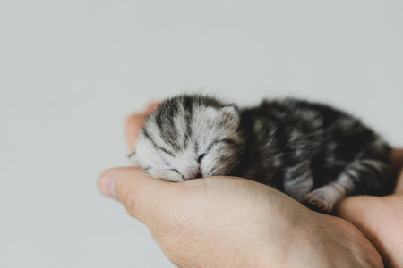 Adorable tiny kitten sleeping peacefully in hands of a person at homeの写真素材
