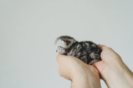 Adorable tiny kitten sleeping peacefully in hands of a person at home