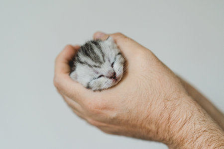 Adorable tiny kitten sleeping peacefully in hands of a person at homeの写真素材
