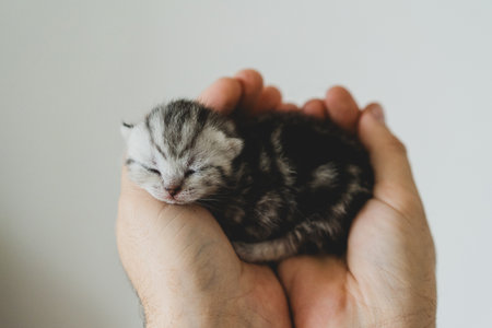 Adorable tiny kitten sleeping peacefully in hands of a person at homeの写真素材