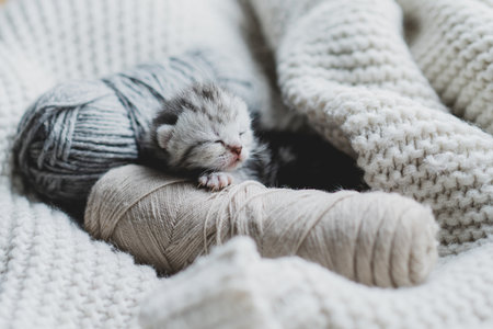 Sleepy kitten curled up in soft yarn surrounded by cozy blankets in a peaceful indoor settingの写真素材