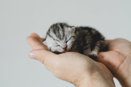 Adorable tiny kitten sleeping peacefully in hands of a person at home