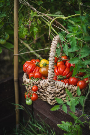 Freshly picked red tomatoes in a woven basket placed in a gardenの写真素材