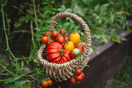 Freshly picked red tomatoes in a woven basket placed in a gardenの写真素材