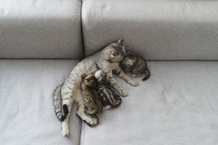 A mother cat is lying with her kittens. The kittens are nursing while the cat watches over them