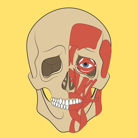 Muscle of faces. Vector illustration of human head anatomy. Medical illustration.のイラスト素材