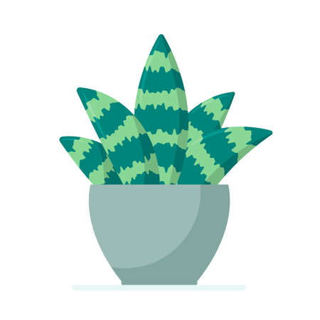 Flat vector illustration: sansevieria in a flower pot. Isolated illustration on a white background.のイラスト素材