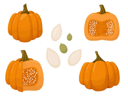 Set of cut pumpkin and seeds. Autumn vegetable illustration isolated on white background. Vector illustrationのイラスト素材